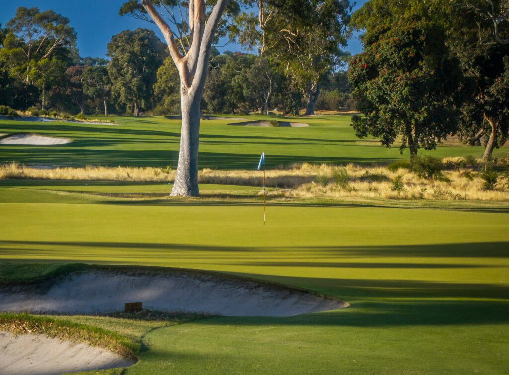 Commonwealth Golf Club fairway, bunker and gum tree on the Sandbelt course — Oakleigh South, Victoria