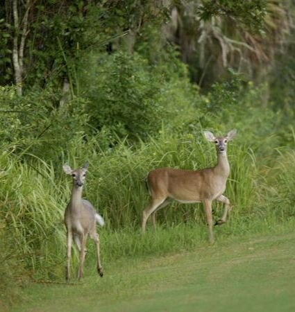 Westchase Golf Club white-tailed deer beside the fairway — Tampa, Florida